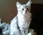 Кошки в Новокубанске: Котята, Бесплатно - фото 2