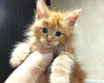 Кошки в Малмыже: Котята мейн-кун, 4 500 руб. - фото 1