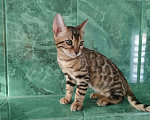 Кошки в Новопавловске: Чистопородный бенгальский котик, 27 000 руб. - фото 3