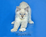 Кошки в Москве: Невский маскарадный котенок Марсель Мальчик, 25 000 руб. - фото 5
