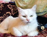 Кошки в Луге: Пристраивается молодая кошечка Девочка, 1 руб. - фото 3