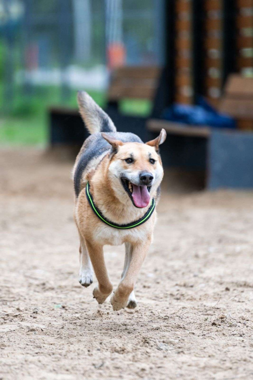 Собаки в Москве: Разыскиваем семью для Ланочки!  Девочка, Бесплатно - фото 7