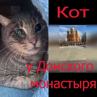 Объявление: Жертва жестокого обращения котик Гера ищет дом, 1 руб., Москва