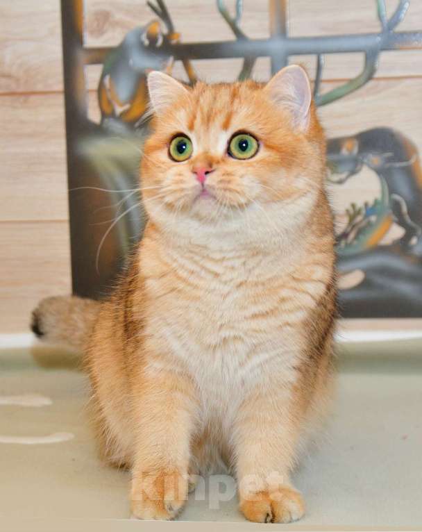 Кошки в Рыбинске: Британская девочка золотая шиншилла 6 мес Девочка, 20 000 руб. - фото 2