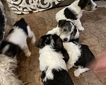 Собаки в Белорецке: Щенки жесткошерстного фокстерьера Мальчик, 6 000 руб. - фото 4