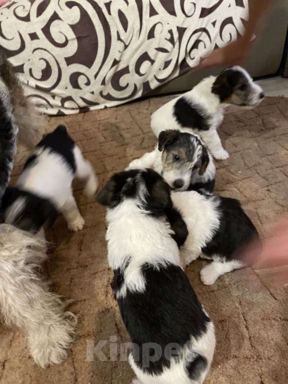 Собаки в Белорецке: Щенки жесткошерстного фокстерьера Мальчик, 6 000 руб. - фото 4