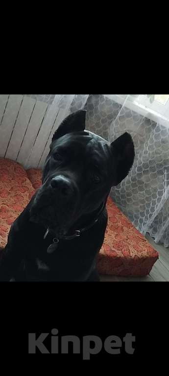 Собаки в других городах Тверской области: Бронирование щенков Кане-Корсо Разнополые, 100 000 руб. - фото 3