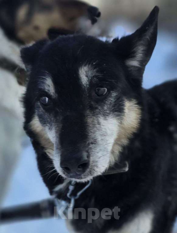 Собаки в Королеве: Нежная, трогательная Агата в поисках дома! Девочка, Бесплатно - фото 1
