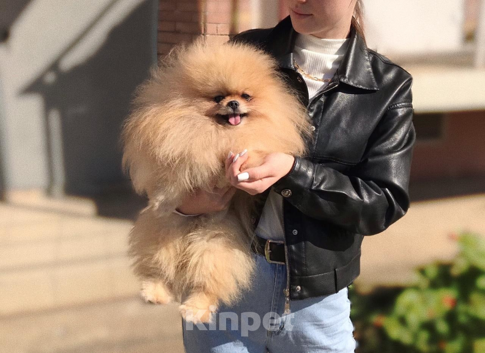 Собаки в Перми: Мишки плюшки Мальчик, 25 руб. - фото 3