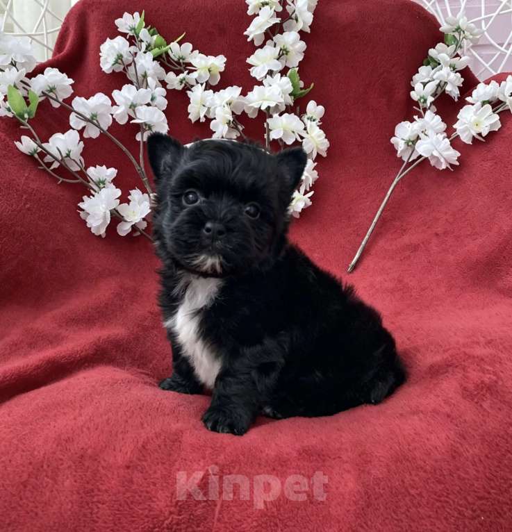 Собаки в Москве: Чёрный йорк мальчик стандарт кукольный Мальчик, 80 000 руб. - фото 5