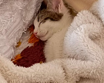 Кошки в Саратове: Отдам котёнка Девочка, Бесплатно - фото 6