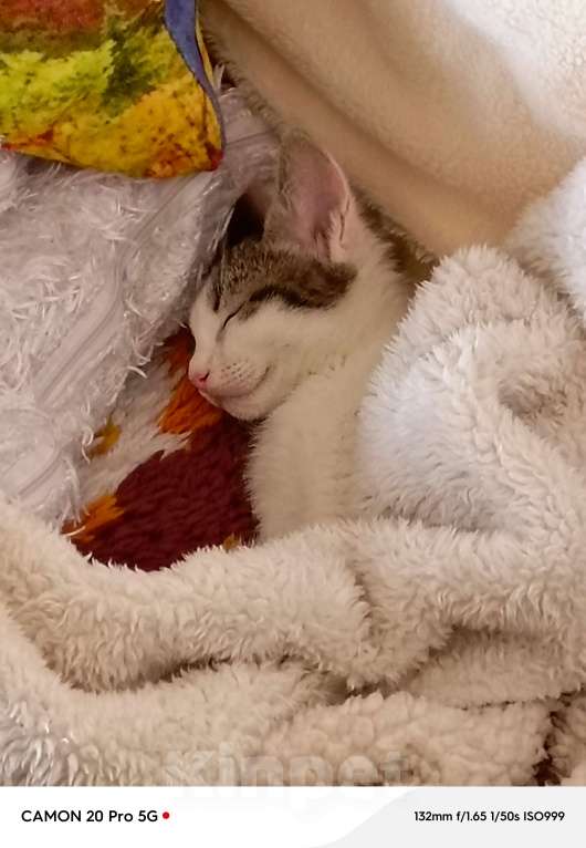 Кошки в Саратове: Отдам котёнка Девочка, Бесплатно - фото 6