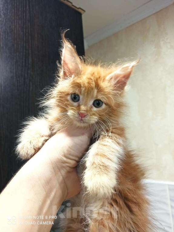 Кошки в Малмыже: Котята мейн-кун, 4 500 руб. - фото 1
