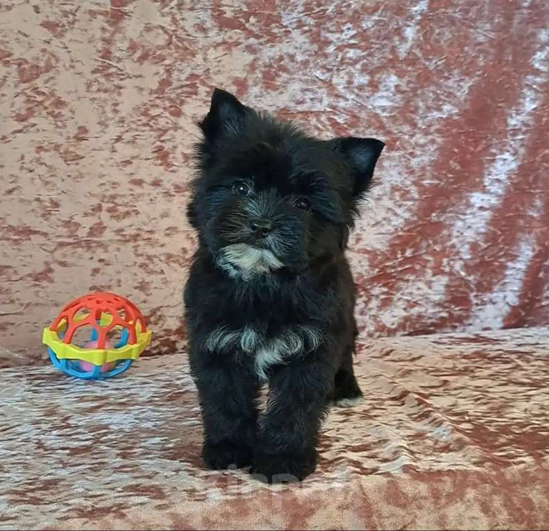 Собаки в Санкт-Петербурге: Мини девочка чёрный йорк Девочка, 95 000 руб. - фото 3