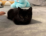 Кошки в Москве: 6 мес черная красавица Багира ищет дом! Девочка, Бесплатно - фото 8