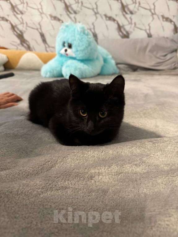 Кошки в Москве: 6 мес черная красавица Багира ищет дом! Девочка, Бесплатно - фото 8