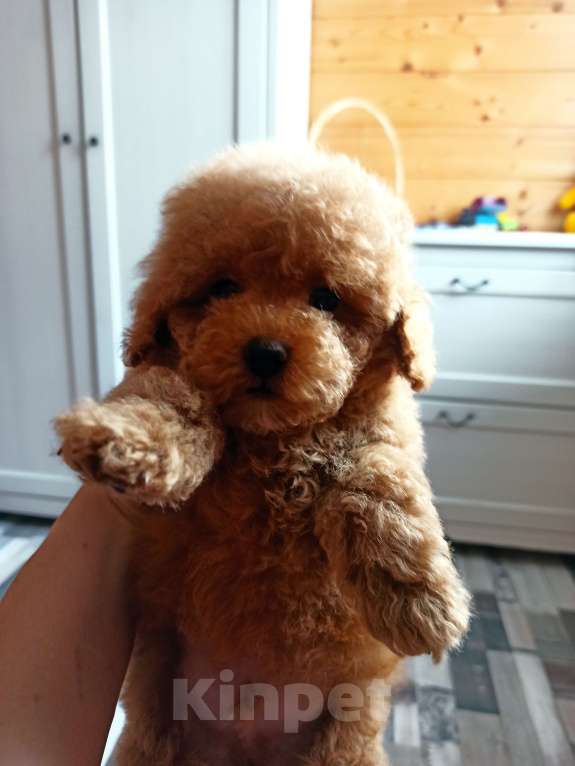 Собаки в Москве: Мальчик абрикосовый Мальчик, 30 000 руб. - фото 3