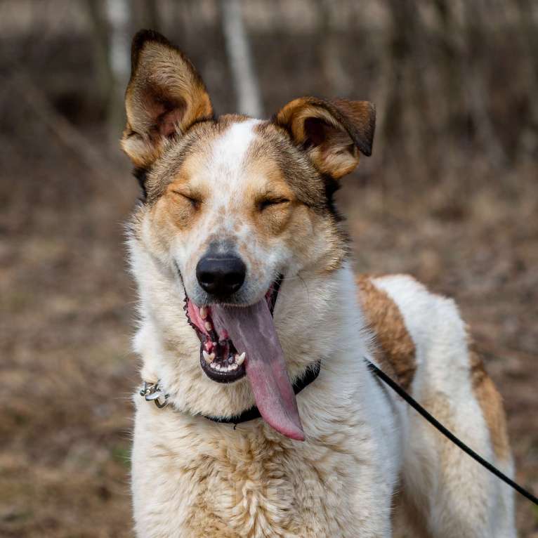 Собаки в Москве: Дэнни. Идеальная собаконяня Мальчик, 1 руб. - фото 4