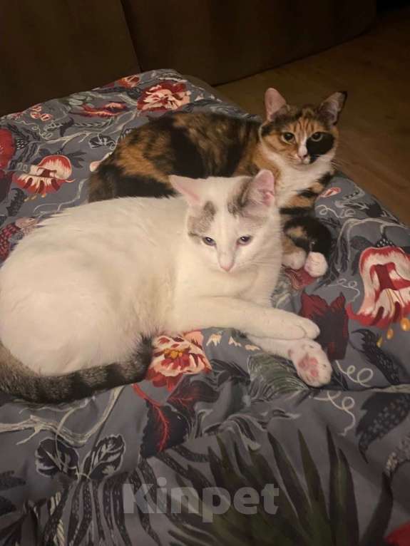 Кошки в Москве: Дашка 3г в добрые руки Девочка, Бесплатно - фото 6