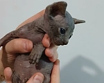 Кошки в других городах Нижегородской области: Котенок Канадского Сфинкса Мальчик, 15 000 руб. - фото 2