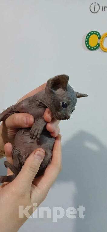 Кошки в других городах Нижегородской области: Котенок Канадского Сфинкса Мальчик, 15 000 руб. - фото 2