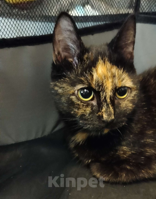 Кошки в Мурином: Отдам кошечку в добрые руки Девочка, Бесплатно - фото 1