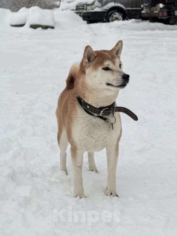 Собаки в Санкт-Петербурге: Щенок Сиба-Ину девочка Девочка, 70 000 руб. - фото 2