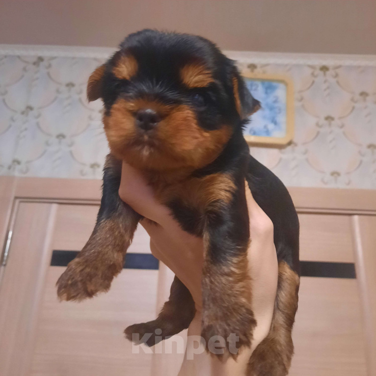 Собаки в Набережных Челнах: Лёлик Мальчик, 50 000 руб. - фото 4