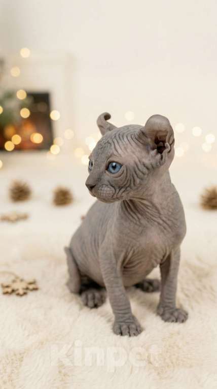 Кошки в Москве: Котёнок эльф Девочка, 90 000 руб. - фото 4