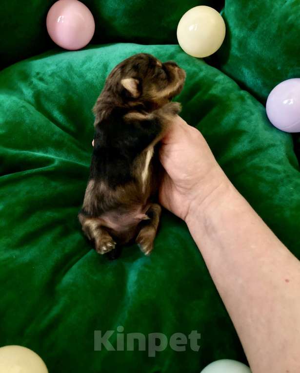 Собаки в Москве: Блю мерле йорк мальчик стандарт под резерв Мальчик, Бесплатно - фото 6