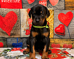 Собаки в Белгороде: Породные щенки добермана Девочка, 90 000 руб. - фото 4