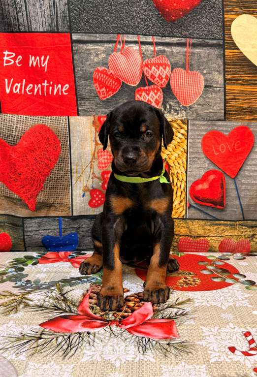 Собаки в Белгороде: Породные щенки добермана Девочка, 90 000 руб. - фото 4