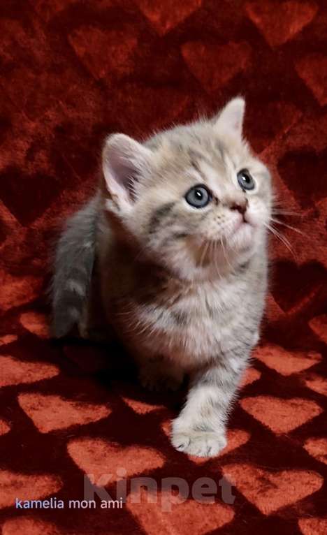 Кошки в Санкт-Петербурге: Шотландская малышка Девочка, Бесплатно - фото 3