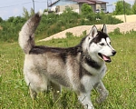 Собаки в Москве: Отдается сибирский хаски Мальчик, Бесплатно - фото 3
