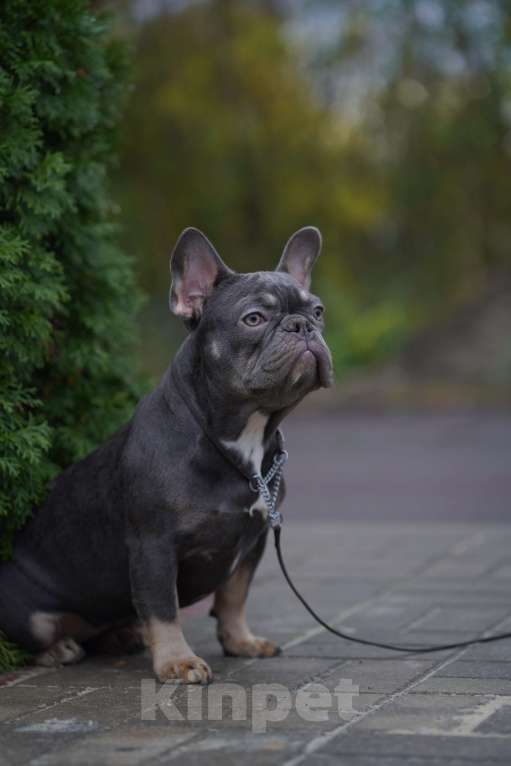 Собаки в Москве: Французские бульдоги кобели и суки Мальчик, Бесплатно - фото 2