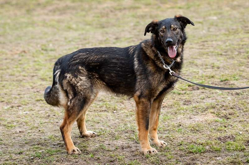 Собаки в Москве: Юна. Собака с потрясающим характером Девочка, Бесплатно - фото 3