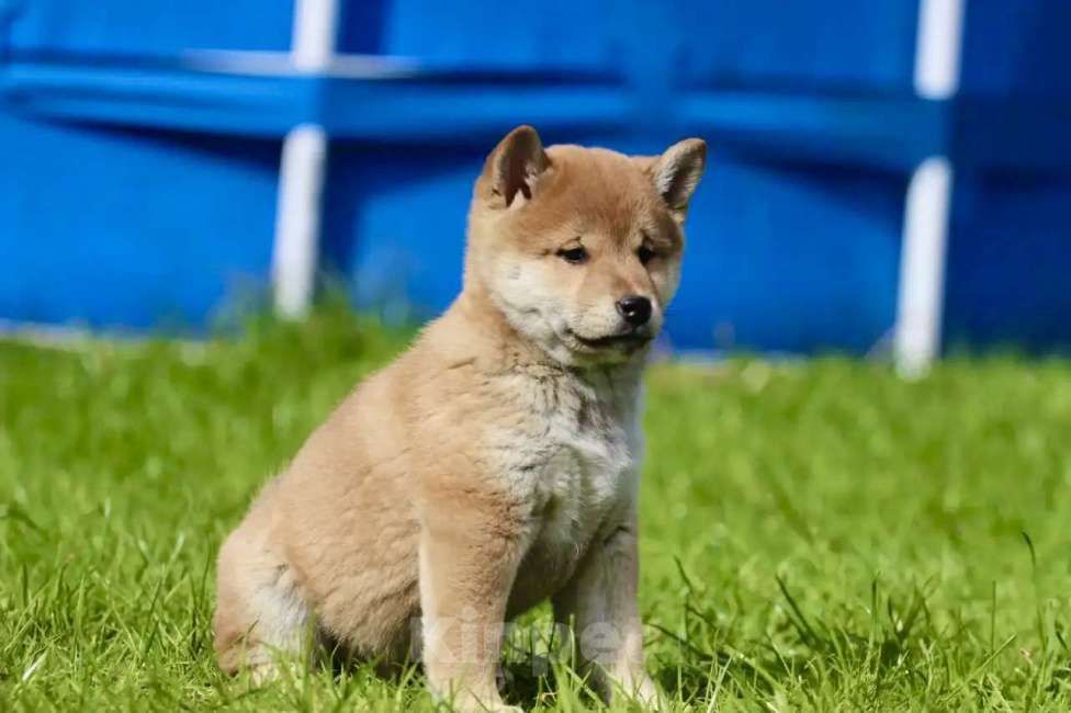 Собаки в Москве: Сиба Ину Мальчик, 50 000 руб. - фото 5