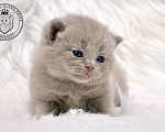 Кошки в Люберцах: Британский котенок Девочка, 60 000 руб. - фото 3