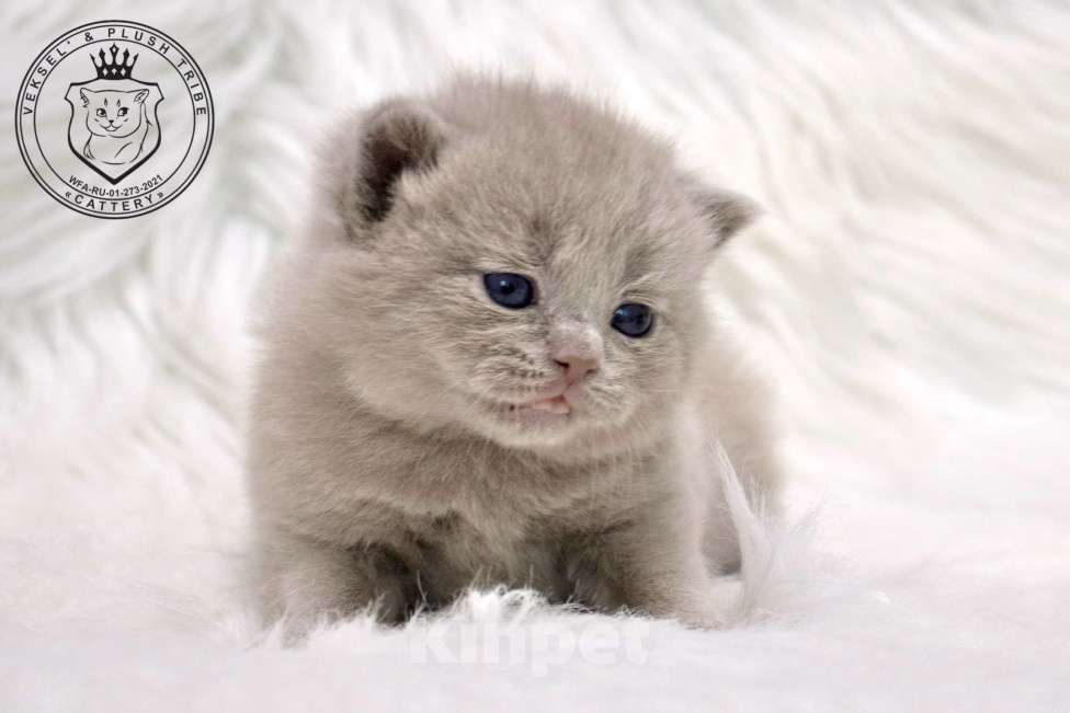 Кошки в Люберцах: Британский котенок Девочка, 60 000 руб. - фото 3