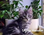 Кошки в Краснодаре: Котята мейн кун серебрянные Девочка, 45 000 руб. - фото 2