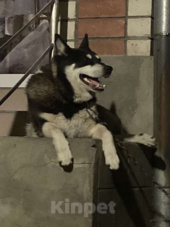 Собаки в Невинномысске: Ищем девочку для вязки Мальчик, 1 руб. - фото 2