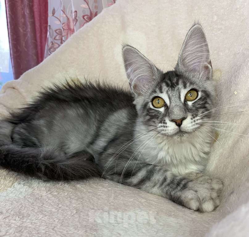 Кошки в Дмитрове: Черная серебристая мраморная девочка мейн кун Zlata Девочка, 20 000 руб. - фото 6