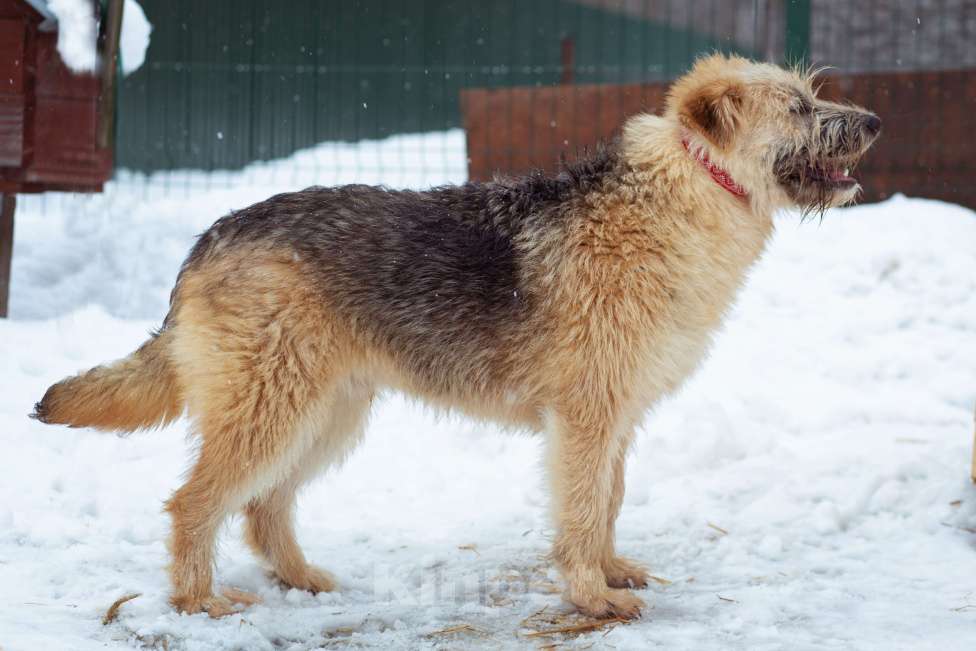 Собаки в Москве: щенок Флинт ищет семью Девочка, Бесплатно - фото 5