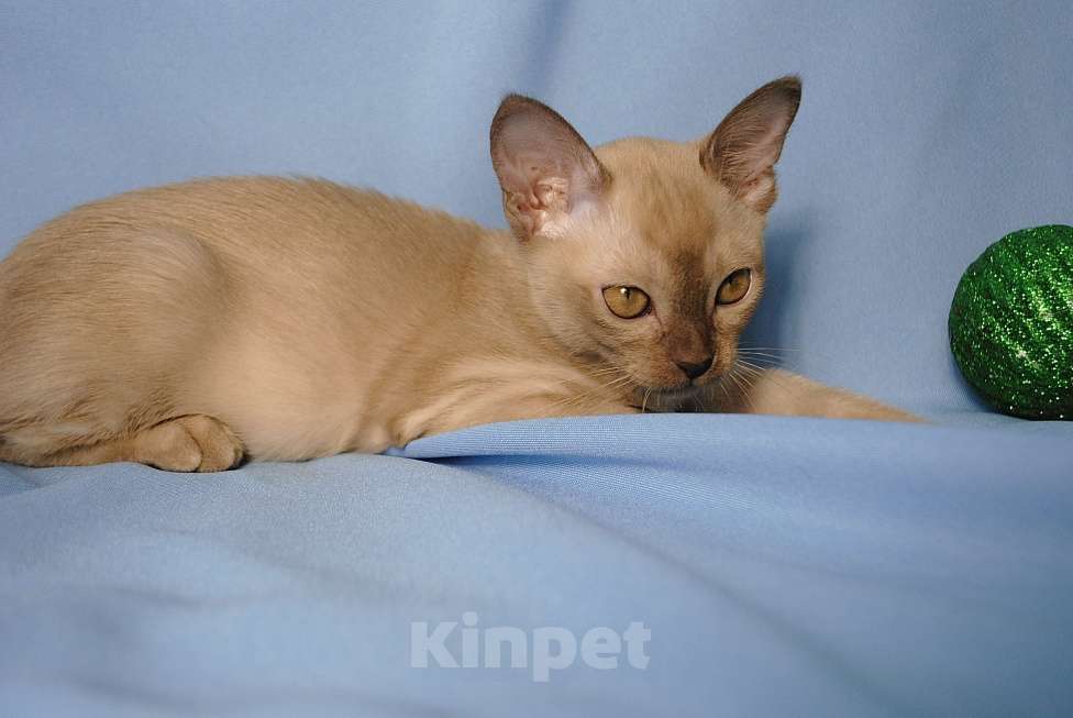 Кошки в Москве: Бурманские котята Девочка, 50 000 руб. - фото 5