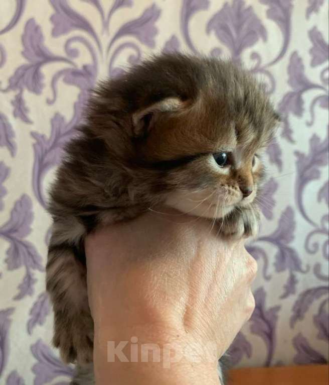 Кошки в Перми: Сибирские кошечки Девочка, 40 000 руб. - фото 1