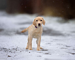 Собаки в Москве: Палевый щенок лабрадора  Девочка, 60 000 руб. - фото 3