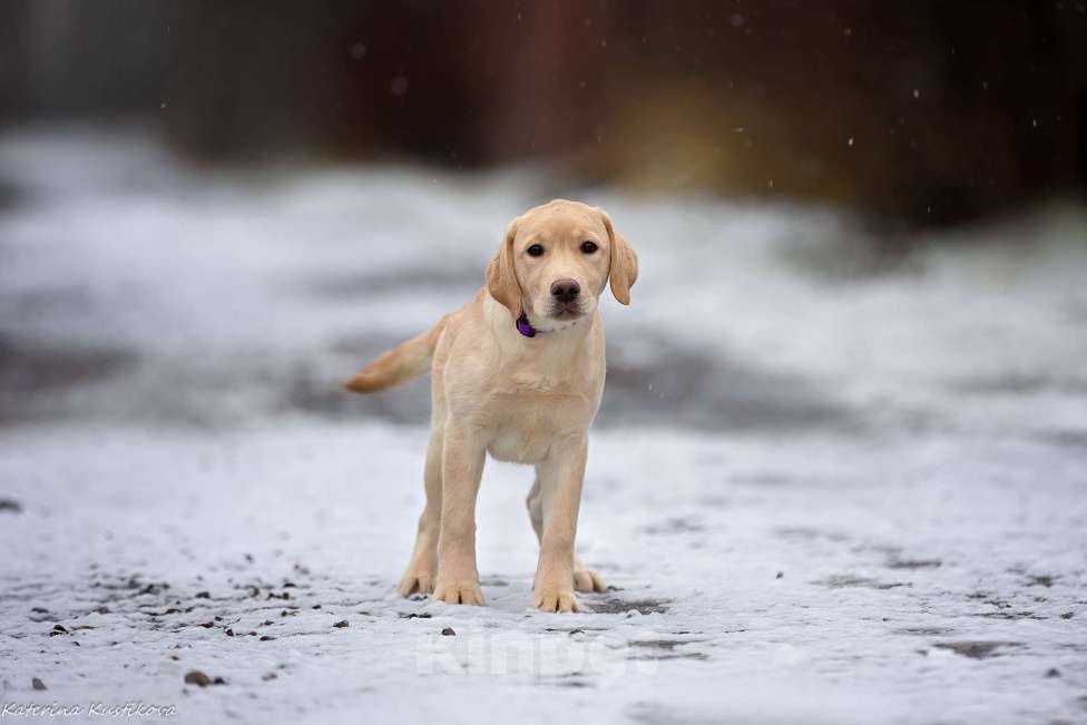 Собаки в Москве: Палевый щенок лабрадора  Девочка, 60 000 руб. - фото 3