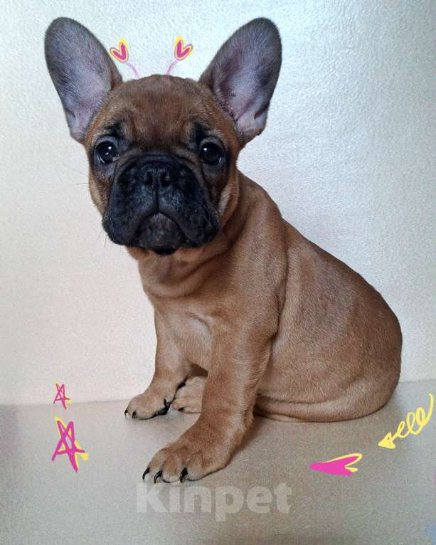 Собаки в Москве: Щенки французского бульдога Девочка, 60 000 руб. - фото 7