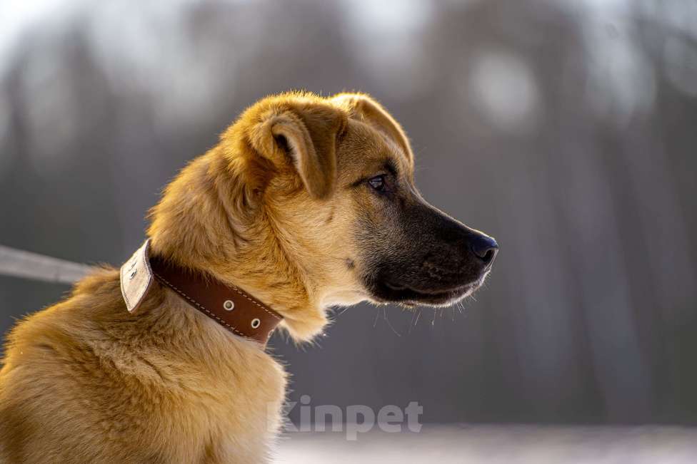 Собаки в Клине: Реджи — шаловливый пёсик Мальчик, Бесплатно - фото 10