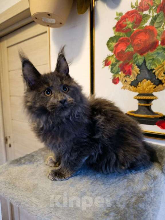 Кошки в Москве: Флиппи Мальчик, 70 000 руб. - фото 6
